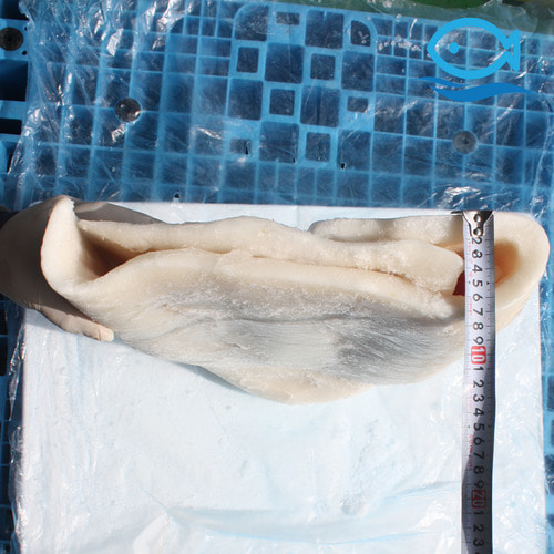 바다더해 도매 칠레산 대왕오징어 몸통 무라사키 20kg 튀김용 짬뽕용
